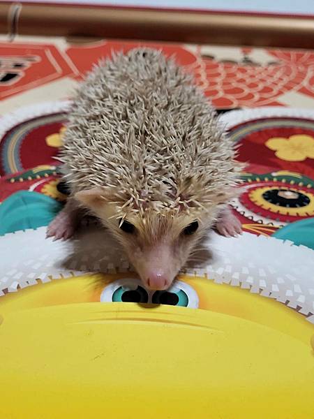 112年10月份刺蝟、蜜袋鼯，黑眼白蜜，馬賽克，奶油蜜照片欣