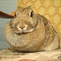 <font color=#d848fc>Big, fat rabbit!!</font>