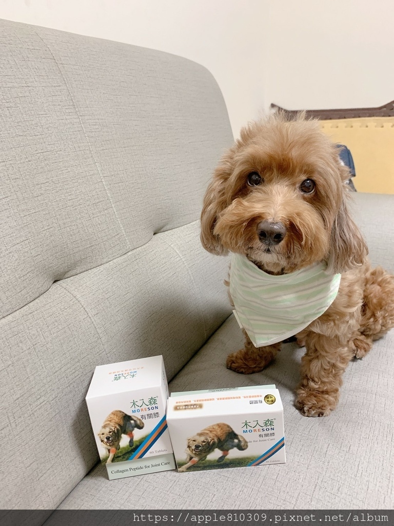 🐾 木入森｜有關膝🐾狗狗關節保健食品推薦　。邁入高齡犬的毛孩