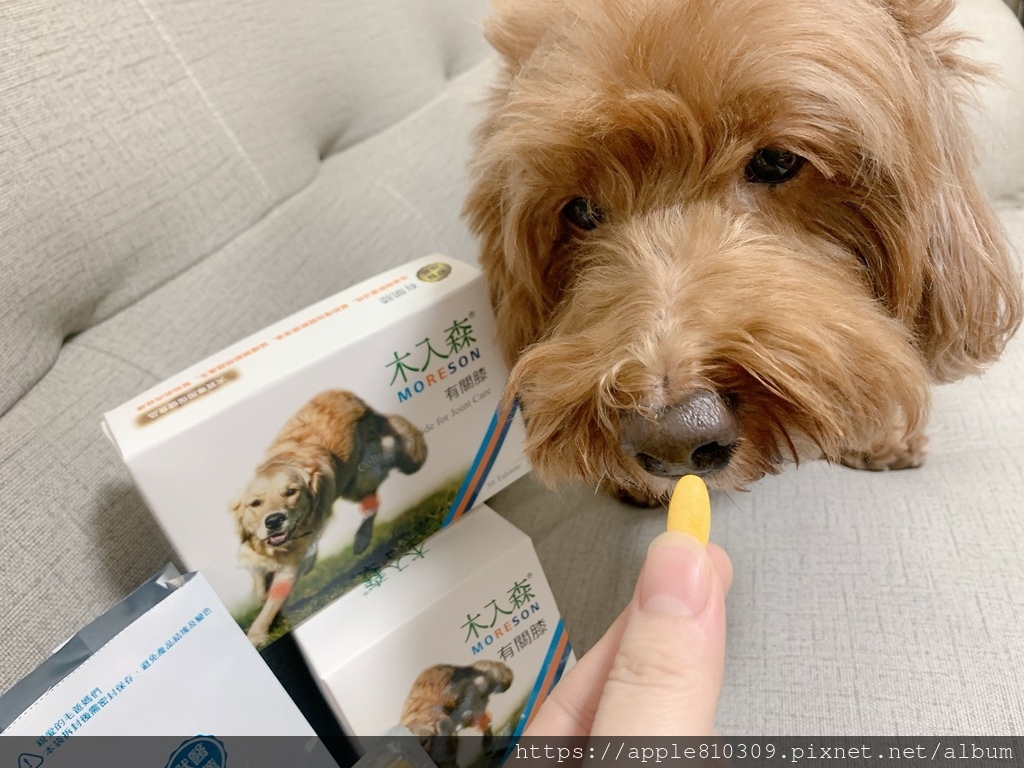 🐾 木入森｜有關膝🐾狗狗關節保健食品推薦　。邁入高齡犬的毛孩