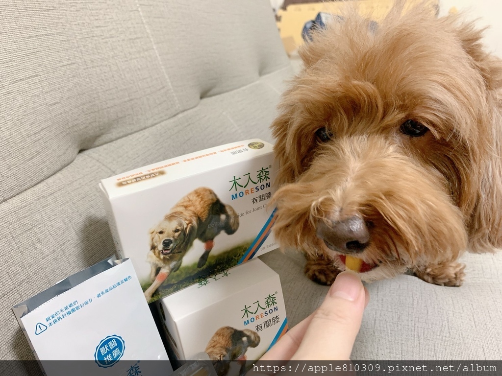 🐾 木入森｜有關膝🐾狗狗關節保健食品推薦　。邁入高齡犬的毛孩