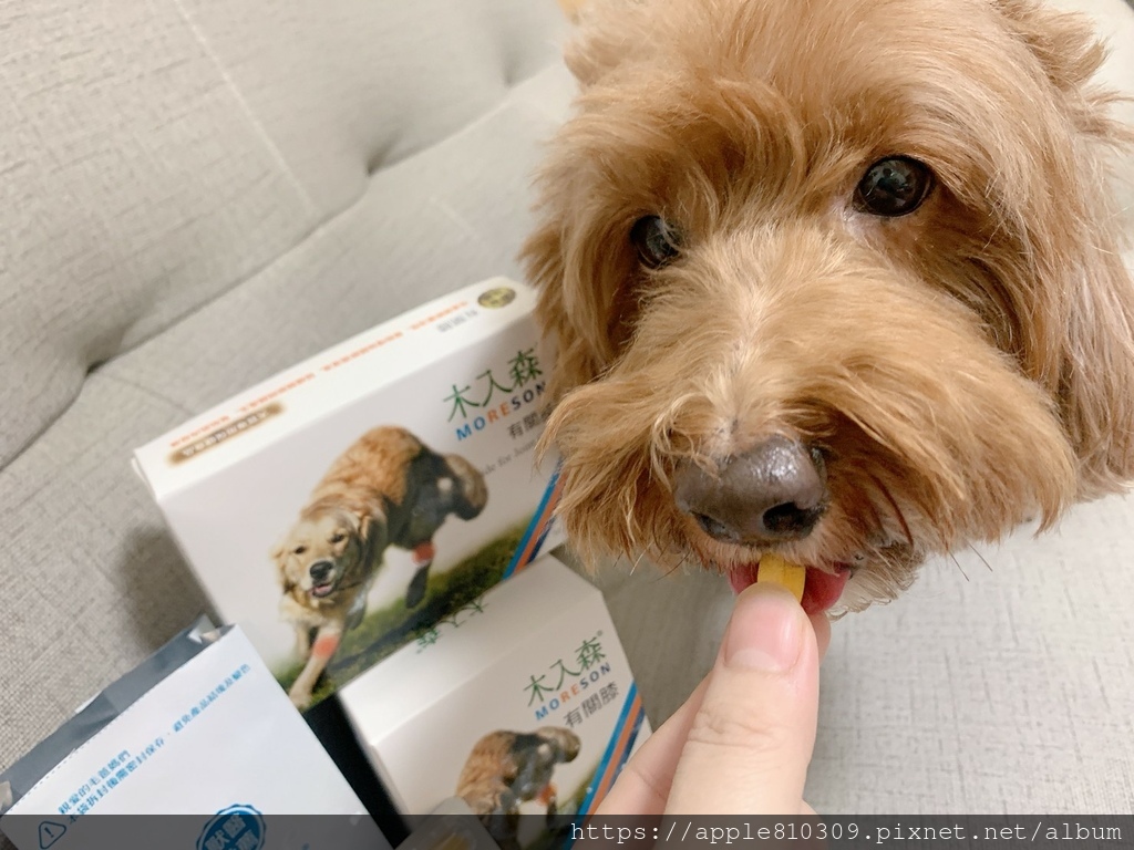 🐾 木入森｜有關膝🐾狗狗關節保健食品推薦　。邁入高齡犬的毛孩