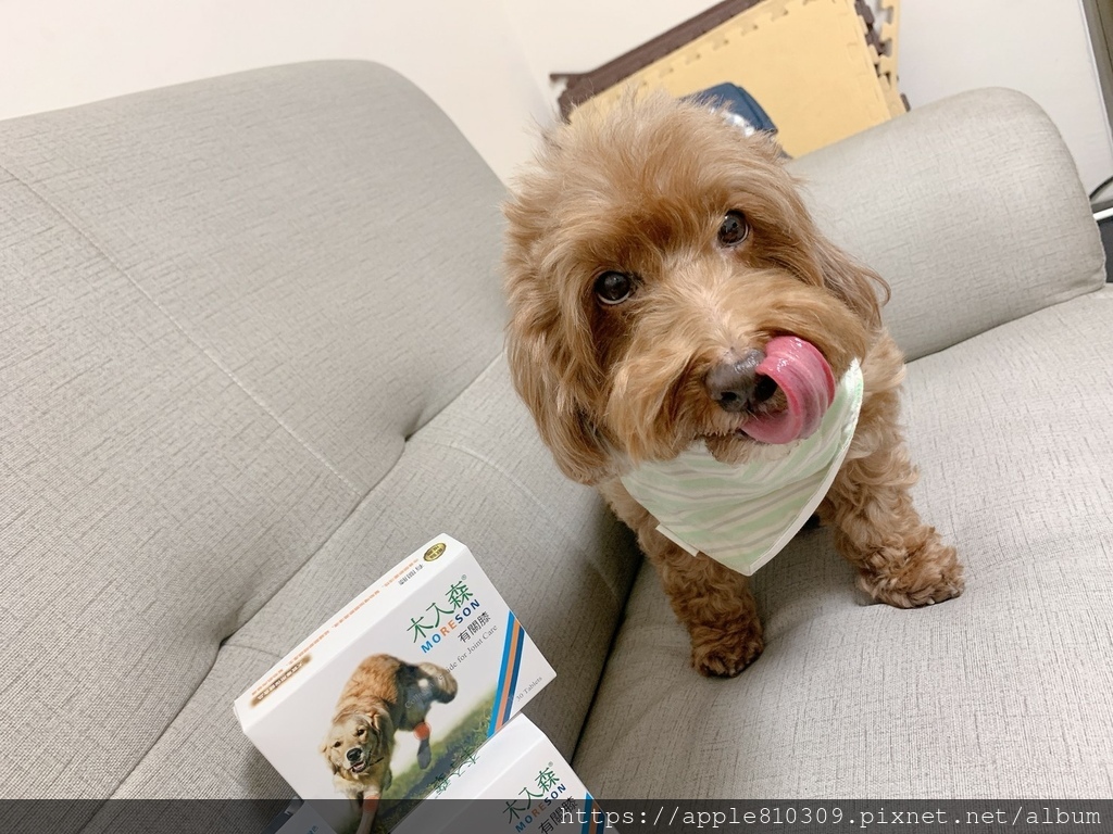 🐾 木入森｜有關膝🐾狗狗關節保健食品推薦　。邁入高齡犬的毛孩