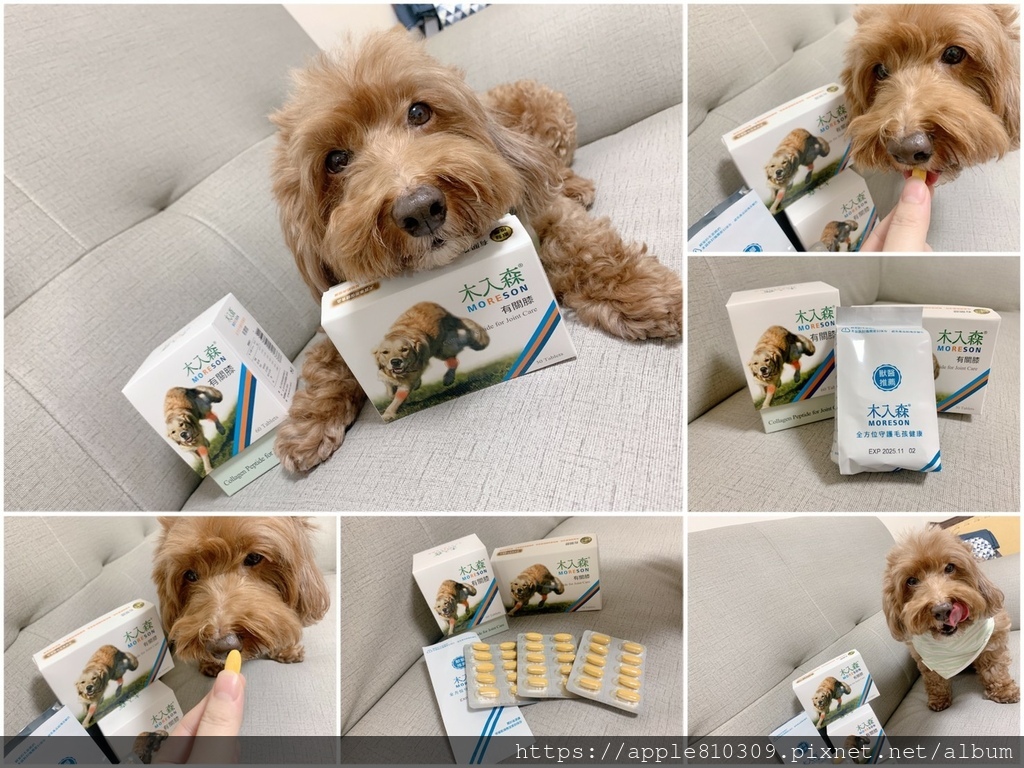 🐾 木入森｜有關膝🐾狗狗關節保健食品推薦　。邁入高齡犬的毛孩
