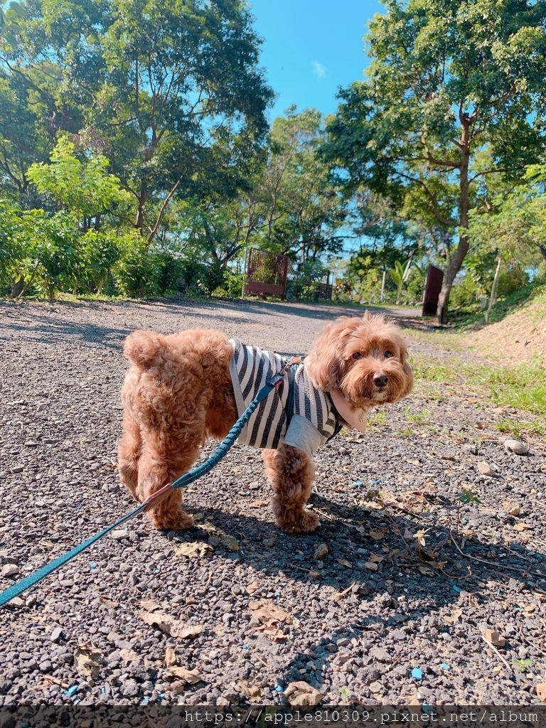 🐾 木入森｜有關膝🐾狗狗關節保健食品推薦　。邁入高齡犬的毛孩