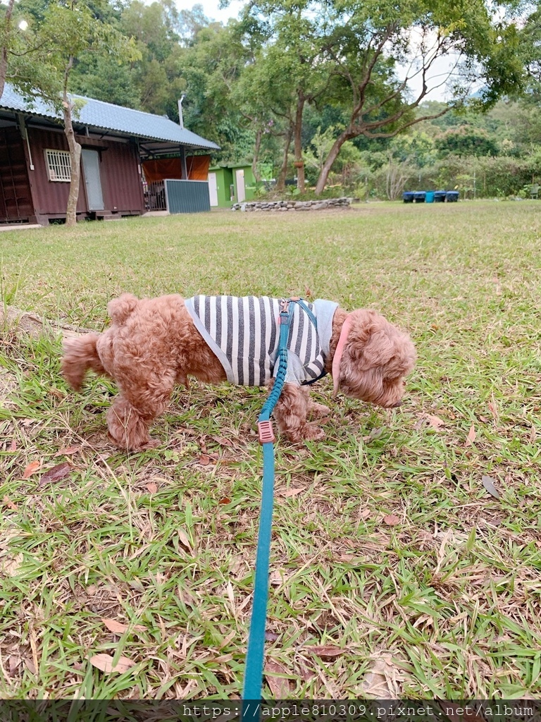 🐾 木入森｜有關膝🐾狗狗關節保健食品推薦　。邁入高齡犬的毛孩