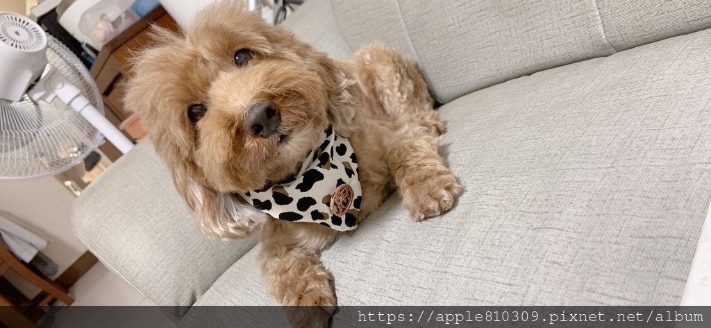 🐶IN-Plus魚油卵磷脂🐶ovopet西班牙專利蛋殼膜配方 🐶IN-Plus魚油卵磷脂🐶ovopet西班牙專利蛋殼膜配方