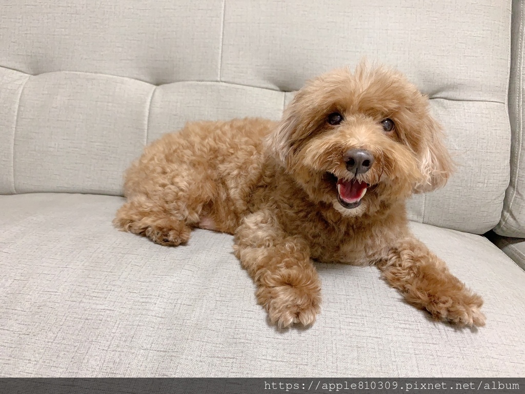 🐶IN-Plus魚油卵磷脂🐶ovopet西班牙專利蛋殼膜配方