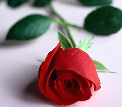 rose.jpg rose.jpg