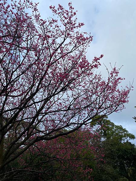 小百岳No.001大屯山～Apple姊的第62座小百岳