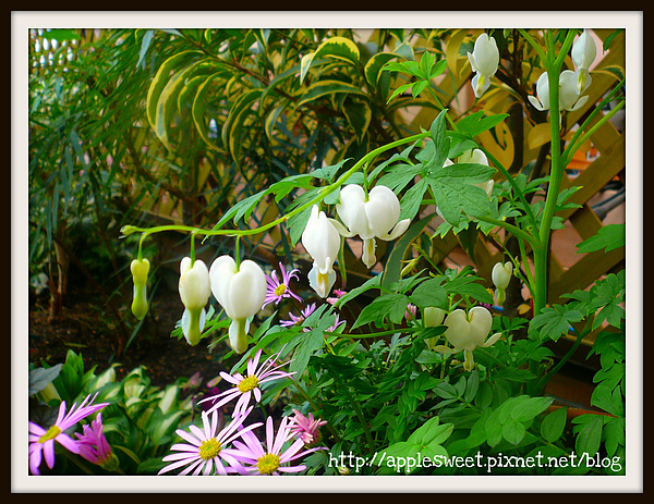 2010.04.22--溫室裡的愛心形狀宿根草 2010.04.22--溫室裡的愛心形狀宿根草