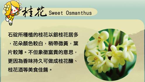 桂.JPG 桂.JPG