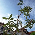 DSCF0301a.jpg