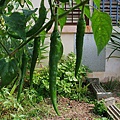 DSCF2005a.jpg