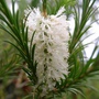 melaleuca-ericifolia.jpg