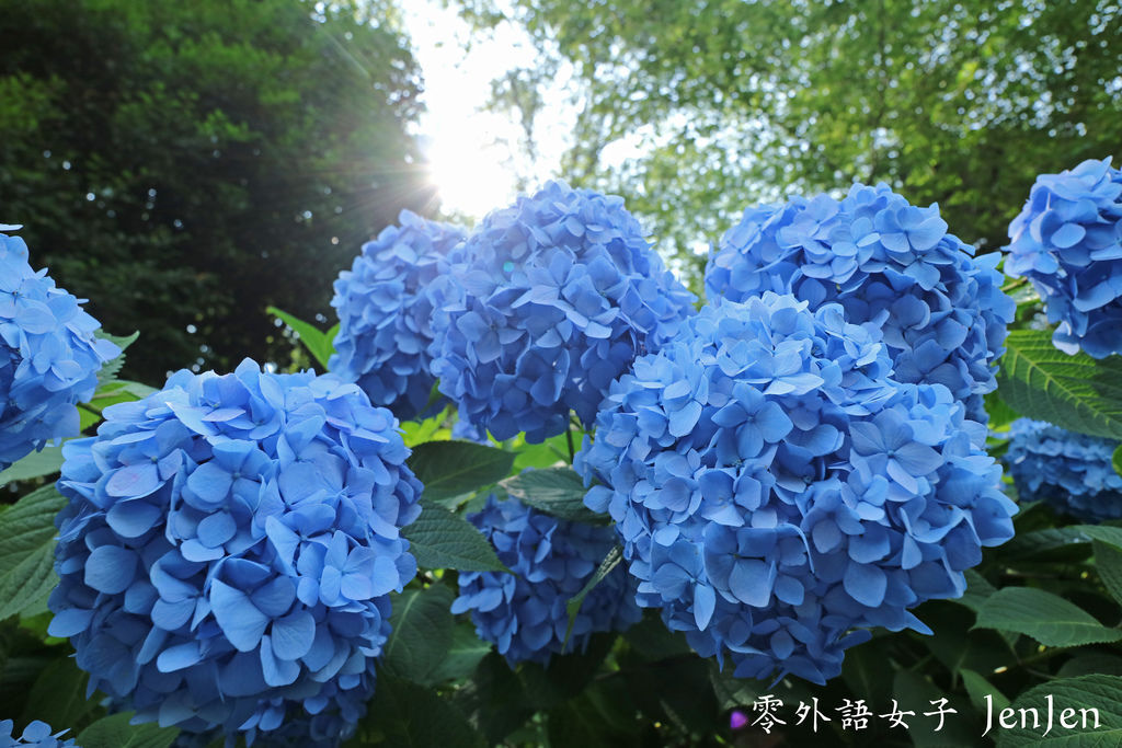 紫陽花名所 飛鳥山公園的紫陽花之道 晴空塔三訪 Kitte丸之內大樓賞東京車站夜景 B1拉麵 中華そば福味 0外語女子旅 痞客邦