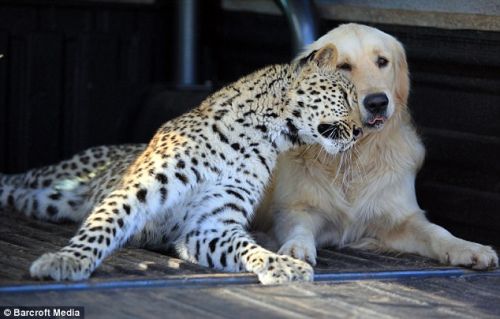 leopard-golden-retriever-1.jpg