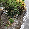 IMG_4916.JPG