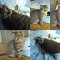 1122成貓