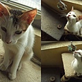 1122成貓