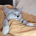 sleep-kitten-14.jpg