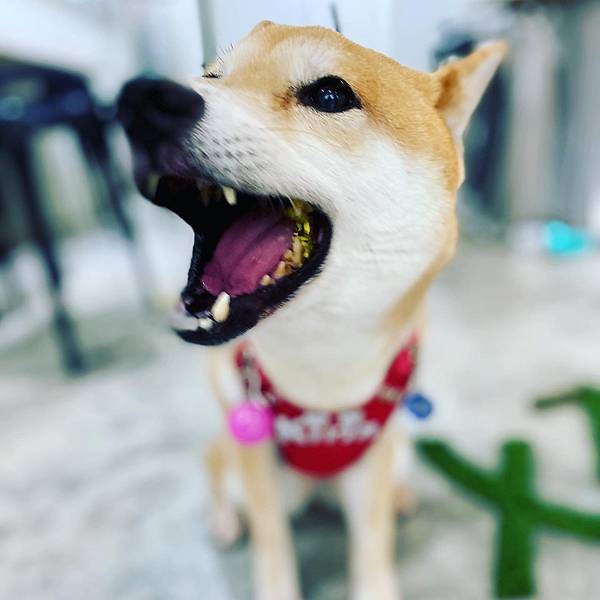 117722323_1699667576858539_9130852632184878324_o.jpg 117722323_1699667576858539_9130852632184878324_o.jpg