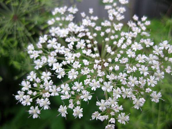 枸杞花