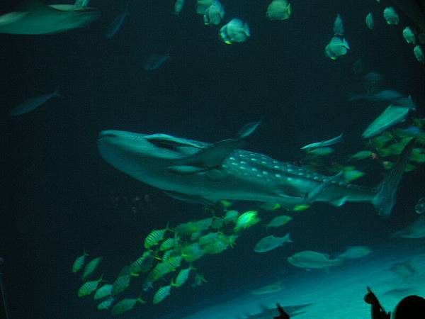 鯨鯊....