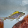  Xenotilapia spilopterus-2.jpg