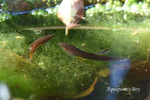 魚菜共生小教室 蓋斑鬥魚養殖與繁殖技巧 魚菜男孩 痞客邦