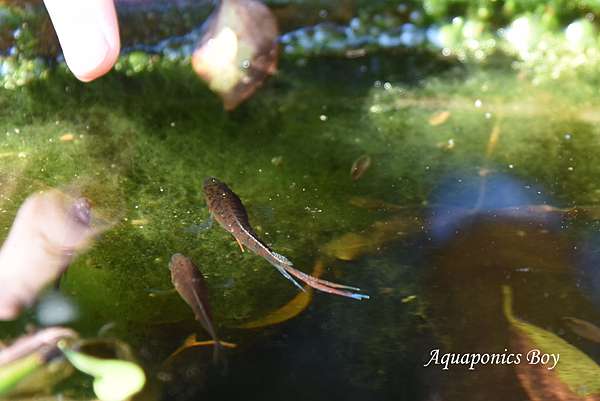 魚菜共生小教室 蓋斑鬥魚養殖與繁殖技巧 魚菜男孩 痞客邦