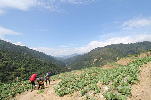 路上先經過一大片的高山菜園