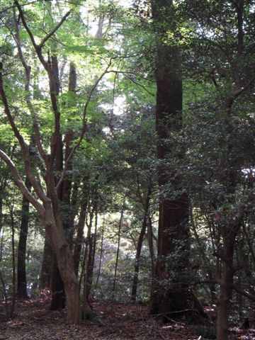 步道沿途風光