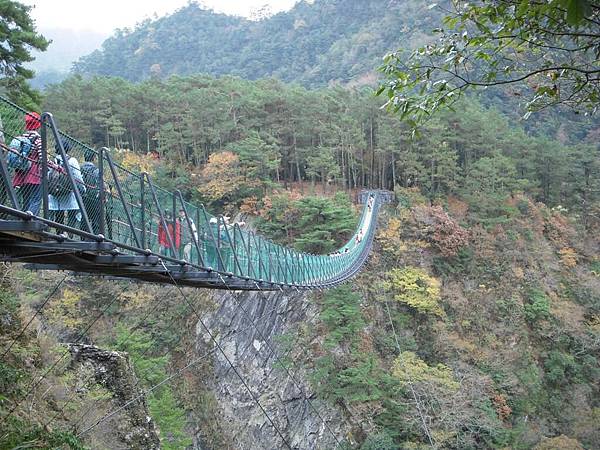 去年新建的奧萬大吊橋