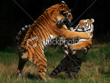 istockphoto_10373890-siberian-tigers-in-fight.jpg