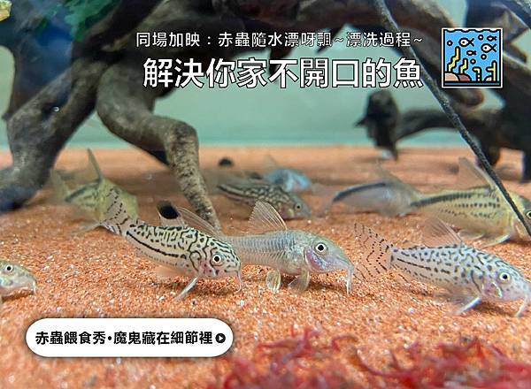 鼠魚飼料 冷凍赤蟲怎麼餵最快最衛生 水族箱姊弟 水族箱裡的那對姊弟 痞客邦 鼠魚飼料 冷凍赤蟲怎麼餵最快最衛生 水族箱姊弟 水族箱裡的那對姊弟 痞客邦