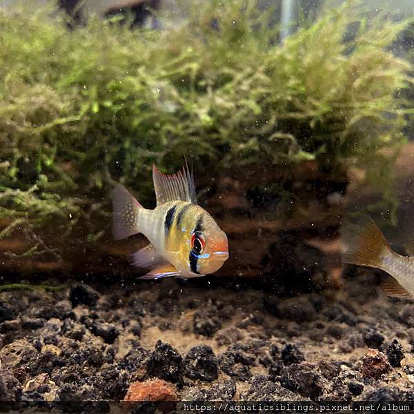 千萬別亂買 建立觀賞魚混養觀念 水族箱姊弟 水族箱裡的那對姊弟 痞客邦