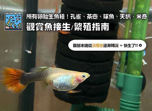 判斷懷孕孔雀魚幾時生小孩 孔雀魚繁殖指南 水族箱姊弟 水族箱裡的那對姊弟 痞客邦