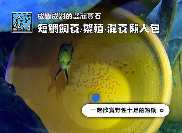 水族標題字4_工作區域 1.jpg