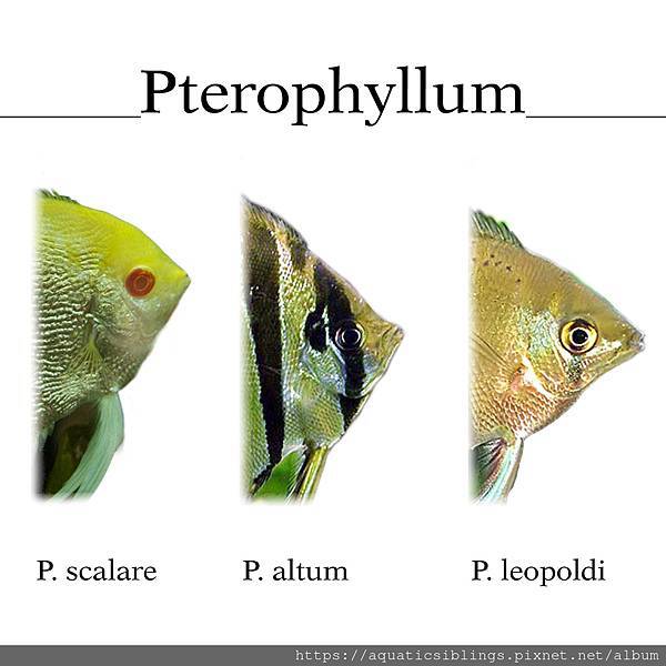 Pterophyllum.jpg