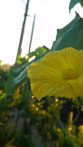 P_20160716_054846_DF.jpg P_20160716_054846_DF.jpg