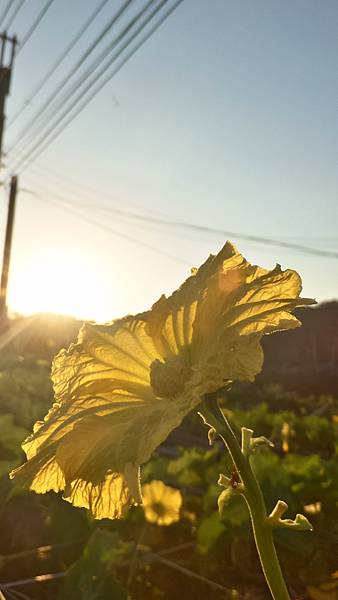 P_20160716_055050_1_HDR_p.jpg P_20160716_055050_1_HDR_p.jpg