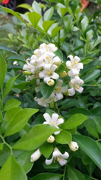 P_20160719_133430_1_p.jpg P_20160719_133430_1_p.jpg