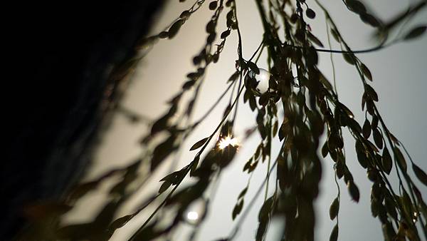 P_20160724_065415_DF.jpg P_20160724_065415_DF.jpg