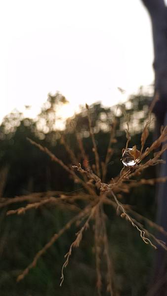 P_20160724_062646_DF.jpg P_20160724_062646_DF.jpg