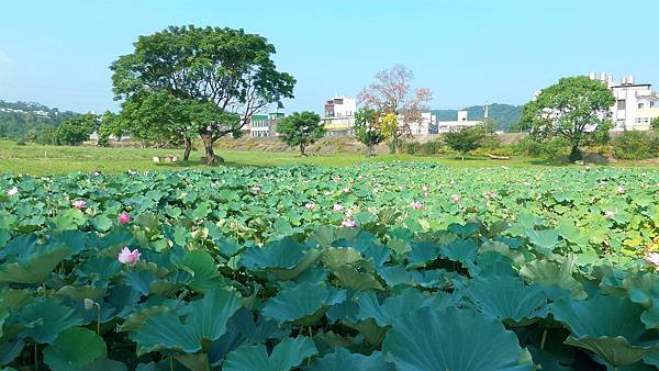 P_20160724_082302_1_p.jpg P_20160724_082302_1_p.jpg