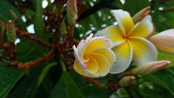 P_20160813_083139_DF.jpg P_20160813_083139_DF.jpg