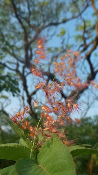 P_20160825_073729_DF.jpg P_20160825_073729_DF.jpg