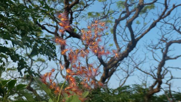 P_20160825_073708_DF.jpg P_20160825_073708_DF.jpg