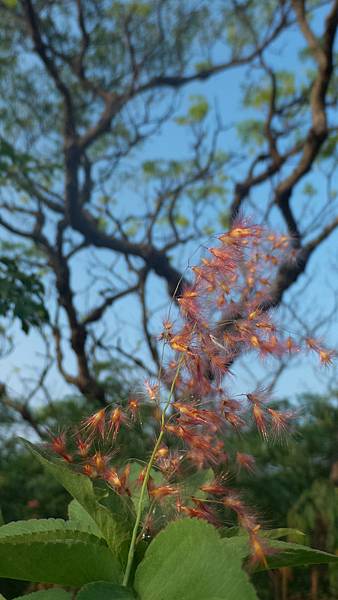 P_20160825_073635_DF.jpg P_20160825_073635_DF.jpg